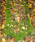 Oberheimbach Friedhof PICT0091.jpg (282926 Byte)