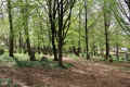Schopfloch Friedhof 1204022.jpg (359648 Byte)